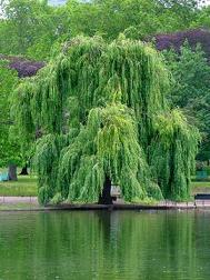 Willow tree